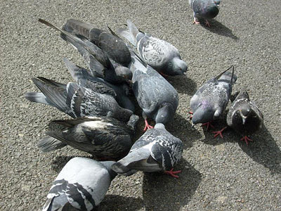 stephens green pigeons