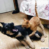 cat attacks dog SMALL