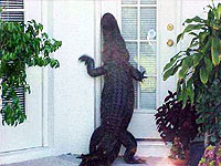 alligator at door